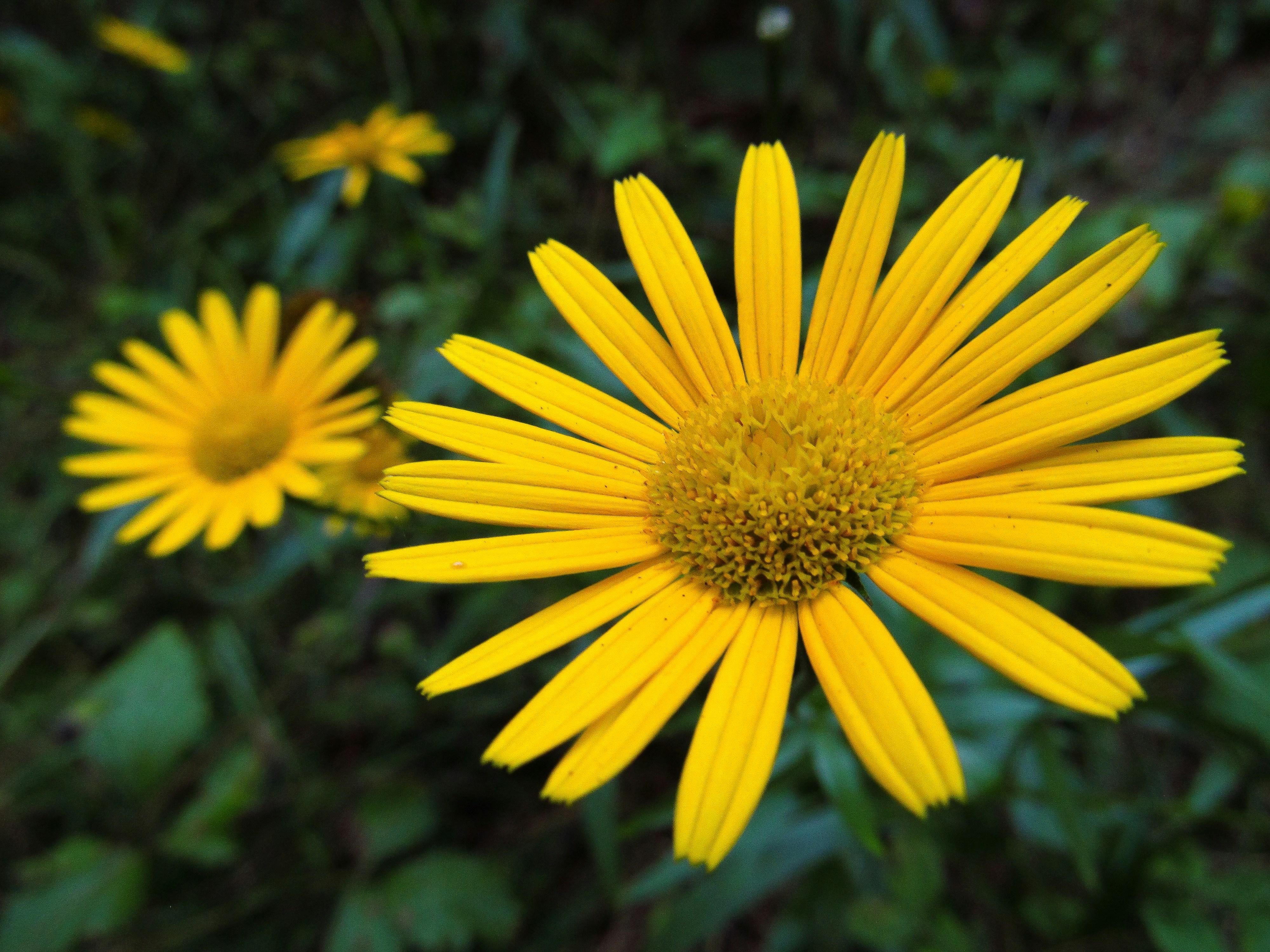 Comparação ‍entre APIs ‌Oficiais e Não Oficiais: O‍ que Você Precisa Saber