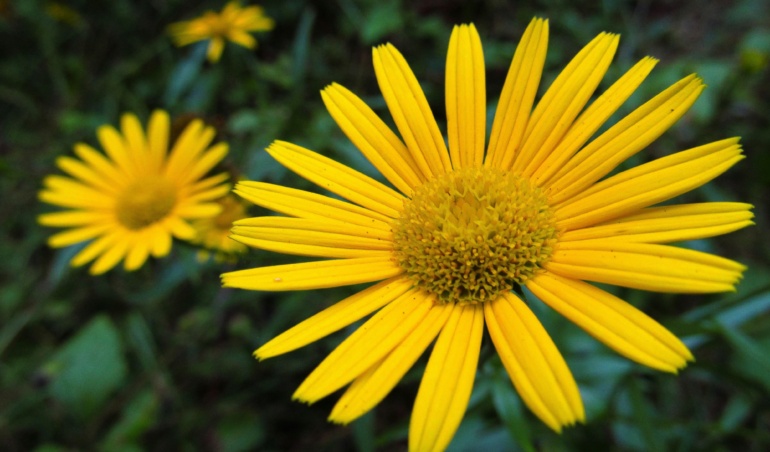 Desvendando a API Oficial: FibraImpulse em Ação