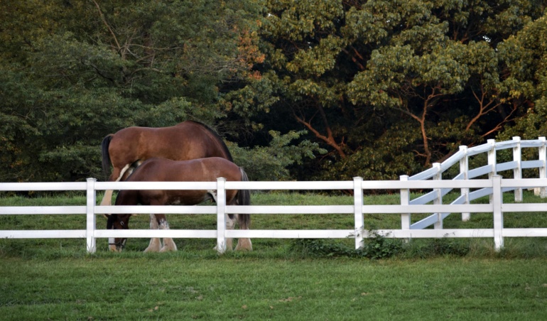 Automação de Atendimento: Como Usar a API Oficial do WhatsApp para Transformar Seu Negócio