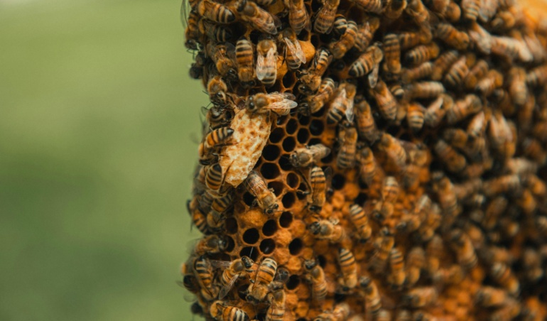 Como Otimizar Seu Atendimento com a API Oficial do WhatsApp e Automação de IA