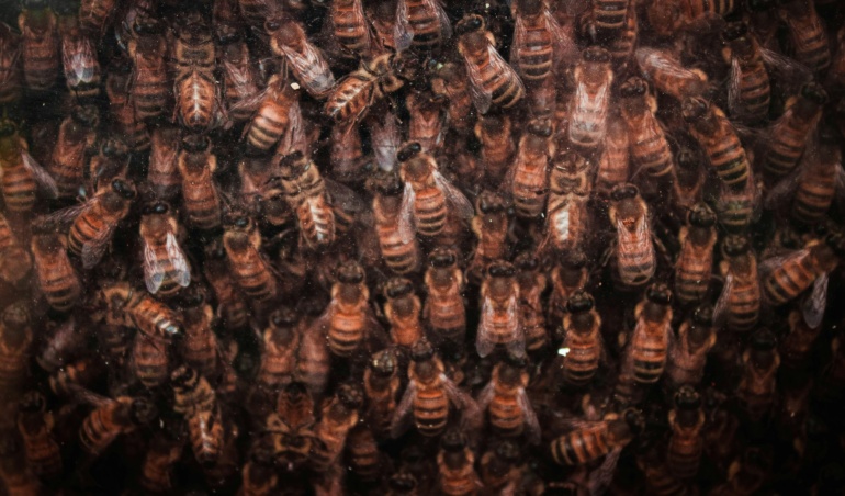 Revolucione sua Comunicação: Como a API Oficial do WhatsApp e a Automação de IA Podem Transformar Seus Negócios