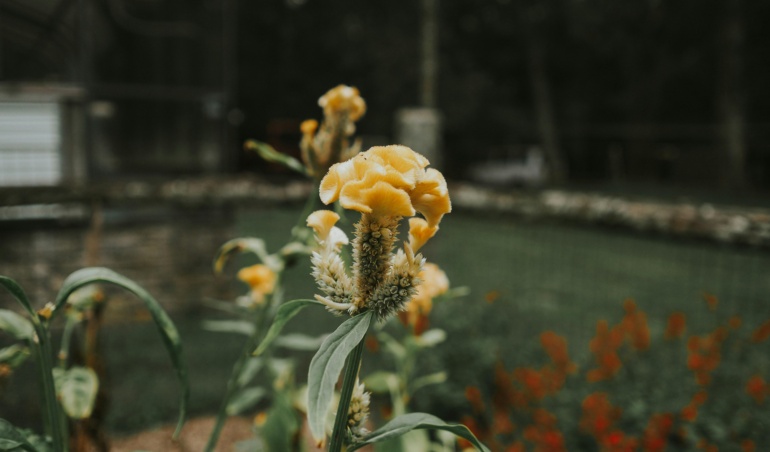 Automatizando seu Negócio: Descubra como Usar a API Oficial do WhatsApp com Inteligência Artificial