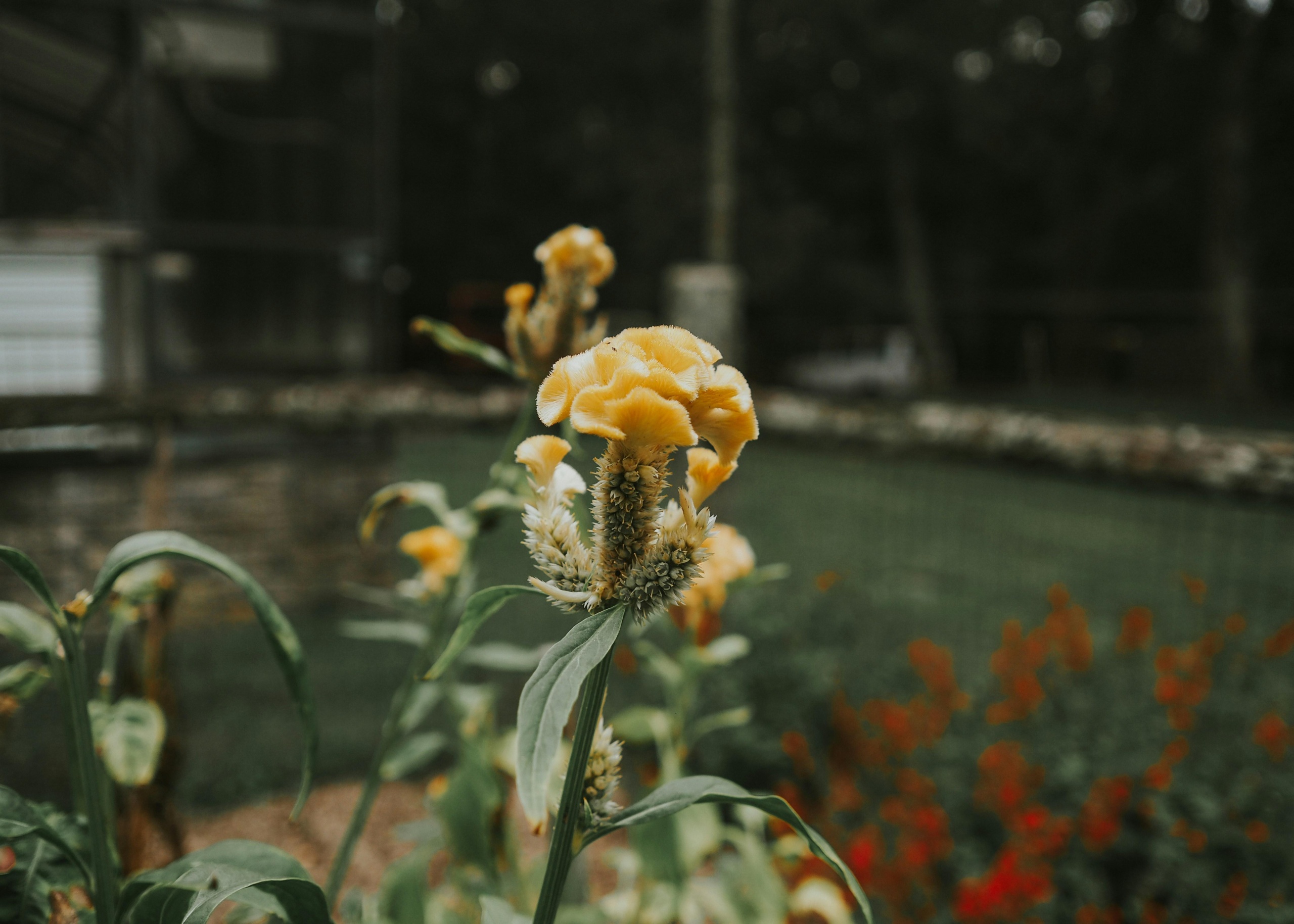 Descubra Como a API Oficial do WhatsApp Pode Revolucionar a Automação com IA!