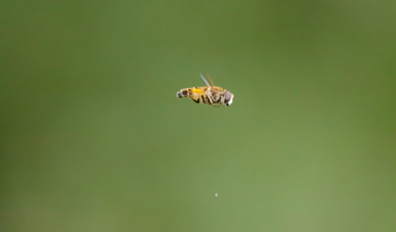 Transforme Seu Atendimento: Como a API Oficial do WhatsApp e a Automação por IA Podem Revolucionar Seu Negócio