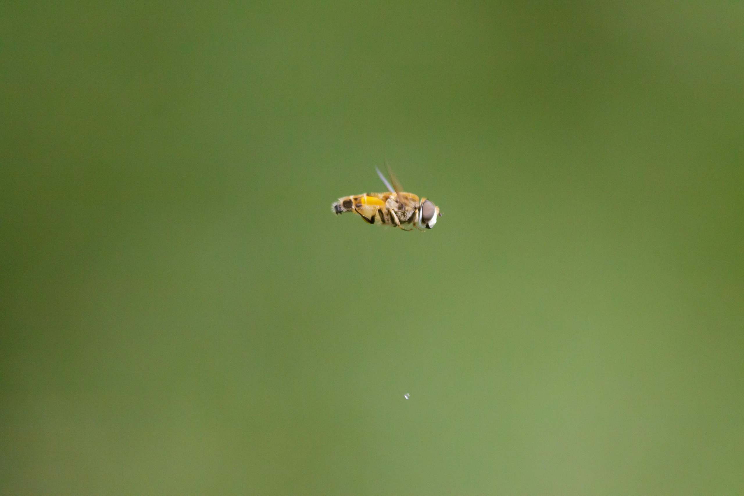 Transforme Seu Atendimento: Como a API Oficial do WhatsApp e a Automação por IA Podem Revolucionar Seu Negócio